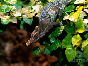 Chamäleons (Chamaeleontidae)