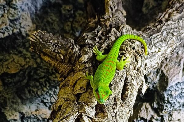 Phelsuma grandis Jungtier - wir züchten die Geckos selbst. Terraristikshop Wien ZooAustria