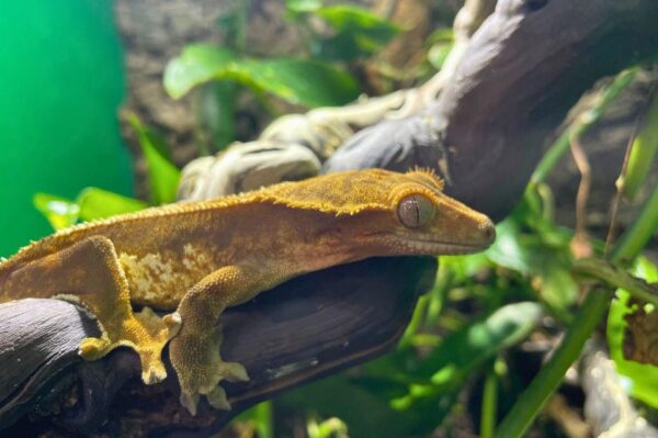 Kronengecko Correlophus ciliatus Bei uns zu bekommen ZooAustria - Ihr Profi für Terraristik