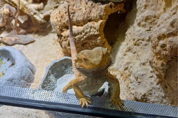 Pogona vitticeps Männchen schaut neugierig aus dem Terrarium. Bei uns erhältlich Zoo Austria Terraristik Fachgeschäft Wien