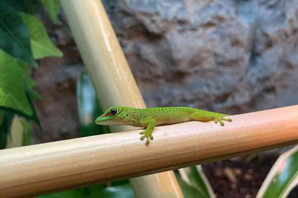 phelsuma grandis. Gecko Baby, eigene Züchtung. Bei uns erhältlich - ZooAustria ihr Profi für Terraristik