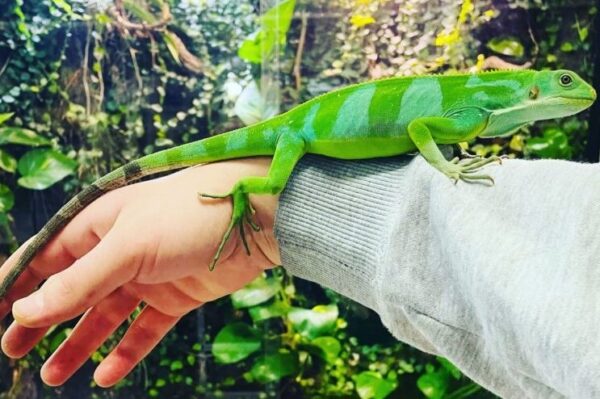 fidschi leguan auf dem Arm mit grüner Musterung