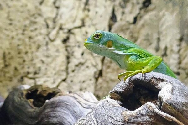 Fidschi Leguan eigene Nachzucht. Erhätlich bei uns ZooAustria Ihr Profi für Terraristik