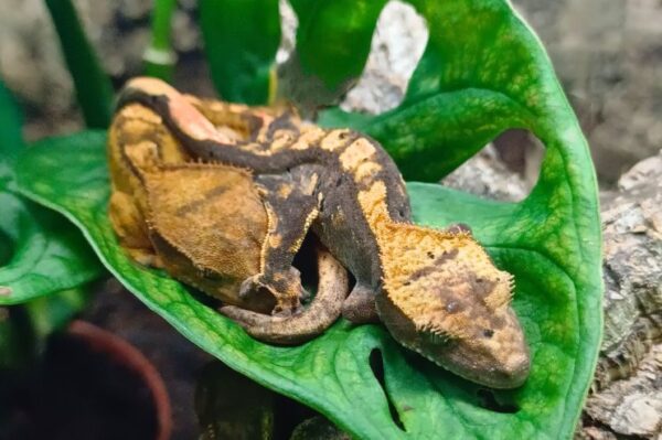 Zwei Kronengeckos beim Mittagsschlaf. Terraristik Fachgeschäft Wien Zoo Austria Bei uns erhältlich.