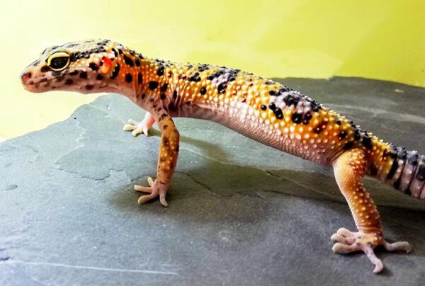 Leopardgecko Jungtier, schwwarze Tupfen, Körperfarbe gelb-orange-rosa auf einer Schieferplatte