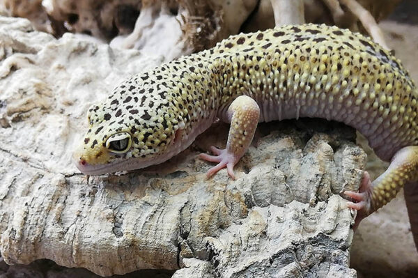 Leopardgecko Weibchen kleine schwarze Punkte, hellgelbe Körperfarbe