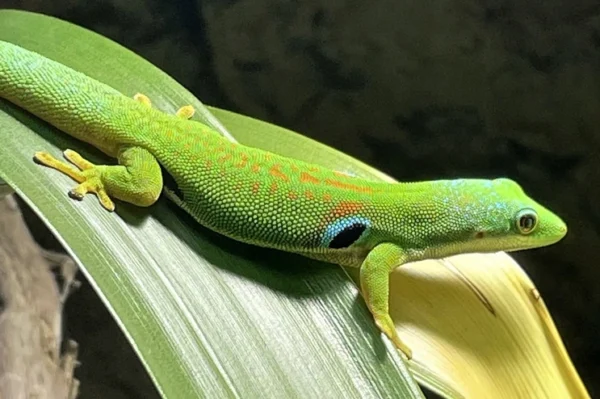 pfauenauge taggecko auf einem länglichen Blatt. Farbe Gecko sattes grün, seitlich ein blauer- hellblauer Fleck, daher kommt auch der Name