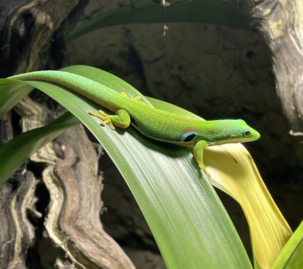 Der Pfauenaugen Taggecko hat einen blauen Fleck an der Seite sonst ist er grünlich-gelb. der Gecko sitzt auf einem länglichen Blatt