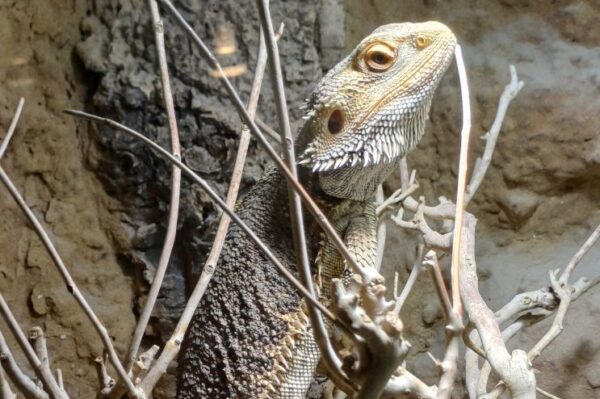 adultes Bartagamen Männchen pogona vitticeps genießt die Wärme. Bei uns erhätlich Zoo Austria Terrarstik Shop Wien