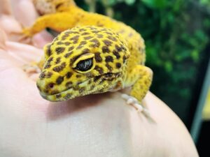 leopardgecko mit gelber fäbung und braunen punkten auf einer hand