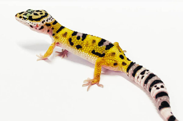 Leopardgecko mit schwarzne Tupfen, und gelben Körper, weiß schwarz brauner Schwanz.