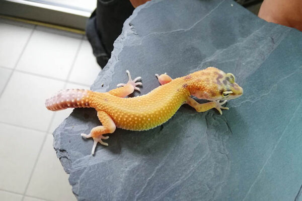 Leopardgecko auf einer Schieferplatte. Terraristik Shop Wien Bei uns erhältlich