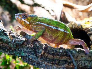 pantherchamäleon auf einem korkast. Der Seitenstreifen ist klar zu erkennen, Farbe weiß. Das Chamäleon ist gerade grün, gelb, orange weiß gefärbt.