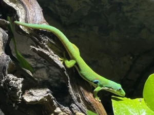 Der Tagpfauenaugengecko mit blauen Fleck auf der Seite will aus einem Blatt trinken.