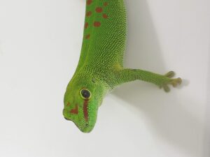 phelsuma grandis- grosser madagaskar taggecko. bei uns erhältlich. ZooAustria-Ihr Profi für Terraristik Wien