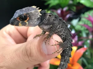 buschkrokodil jungtier balanciert auf dem Daumen. Orange Umrandung um das Auge, sieht aus wie ein kleiner Drache.