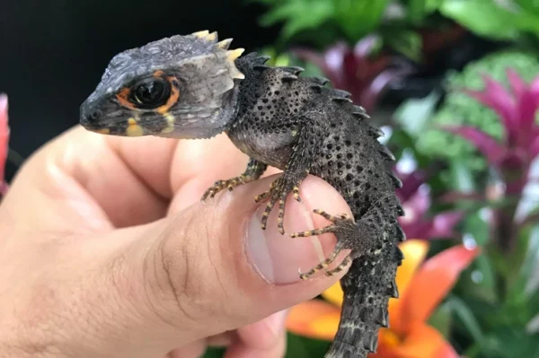 buschkrokodil jungtier balanciert auf dem Daumen. Orange Umrandung um das Auge, sieht aus wie ein kleiner Drache.