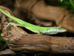 rotkehlanolis - Anolis carolinensis. Hellgrün gefärbte kleine Echse auf einem Ast