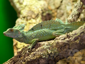 Leguane (Iguanidae) – Basilisken-Arten (Basiliscus)