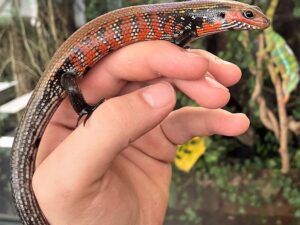 feuerskink, glatte haut mmit rot-schwarzer streifiger färbung auf einer hand