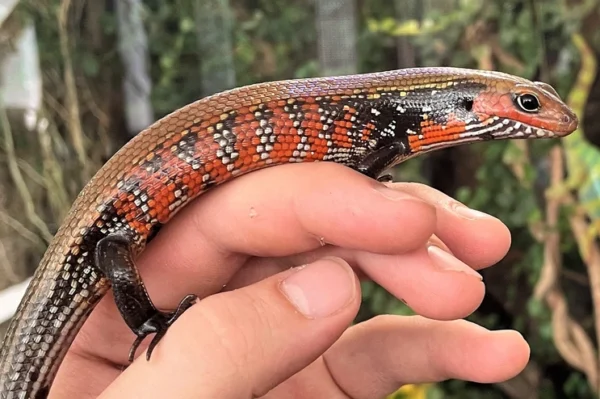 feuerskink auf der hand in rot-schwzr gestreift-gepunkteten muster, glatte schuppen