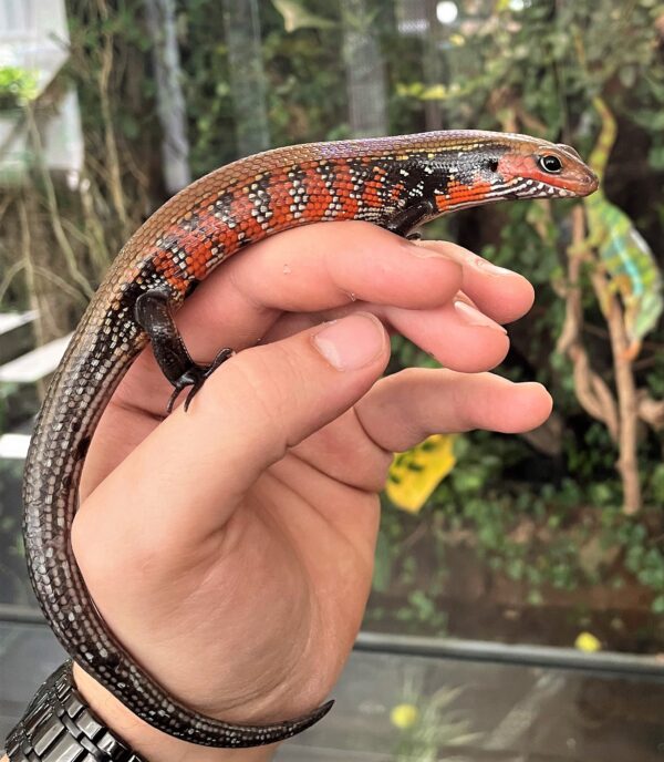 feuerskink, glatte haut mmit rot-schwarzer streifiger färbung auf einer hand