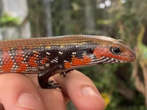 Feuerskink nahaufnahme, weß schwarz rot in streifen-punktmuster