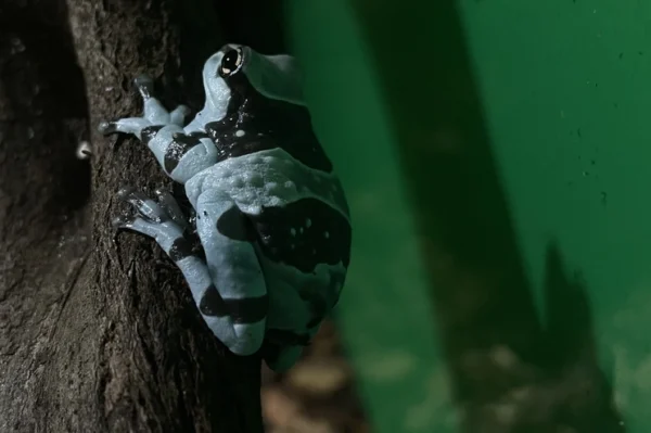 Baumhöhlen Krötenlaubfrosch seitenansicht, sitzt auf einem ast. hellblau grau weiß gemustert.