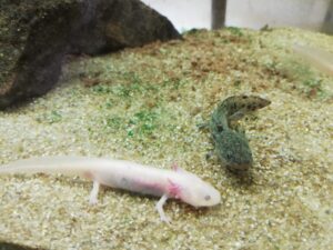 schwanzlurch_axolotls