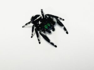 springspinne schwarz mit weißem Muster, grüne Kieferklauen