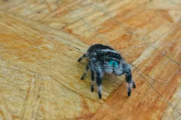 springspinne-phidippus-regius-bahamas. Bei uns erhältlich. ZooAustria-Ihr Profi für Terraristik Shop