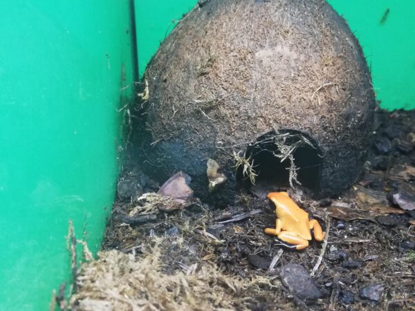 Pfeilgiftfrosch Dendrobates galactonotus orange sitzt vor einem Kokosnusshaus.