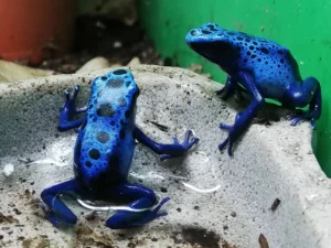 zwei dendrobates azureus pfeilgiftfrösche dunkelblauen bis schwarzen flecken sitzen in einer Wasserschale. Erhältlich Zoo Austria Terraristik Shop Wien