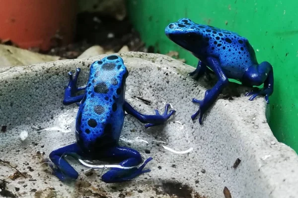 zwei dendrobates azureus pfeilgiftfrösche dunkelblauen bis schwarzen flecken sitzen in einer Wasserschale. Erhältlich Zoo Austria Terraristik Shop Wien