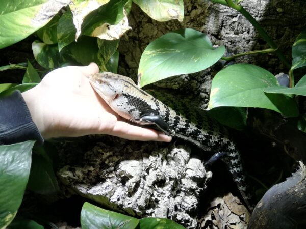 Blauzungenskink (Tiliqua scincoides) im Terrarium. Der Kopf liegt auf einer Handfläche