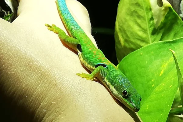 Pfauenaugen Taggecko auf dem Handrücken. Färbung helles grün, orange Tupfen am Rücken, blaue Tupfen am schwanz und Kopf. An den Vorder- und Hinterbeineen schwarze Flecken mit hellblauer Umrandung.