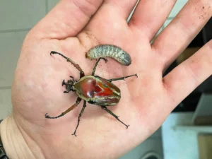 großer Käfer mit grün-rötlichen- weißen Streifen auf der Hand daneben eine mittelgroße Larve