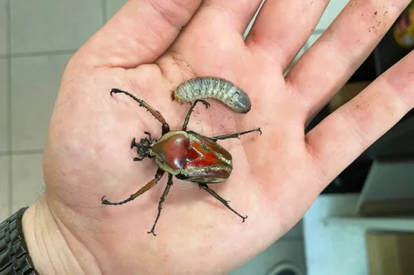 großer Käfer mit grün-rötlichen- weißen Streifen auf der Hand daneben eine mittelgroße Larve