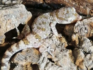 lichtensteins dünnfingergeecko, eine der kleinsten Geckoarten, sehr gut getarnt in weiß-hell braune Musterung, Auf Steinen und Kork.