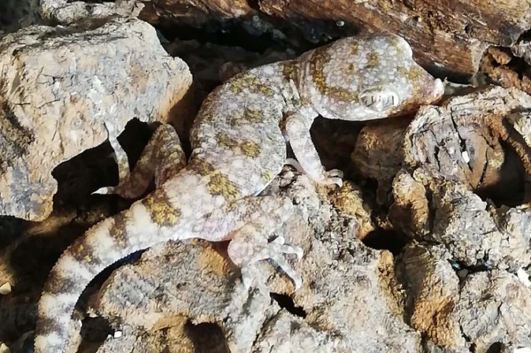lichtensteins dünnfingergeecko, eine der kleinsten Geckoarten, sehr gut getarnt in weiß-hell braune Musterung, Auf Steinen und Kork.
