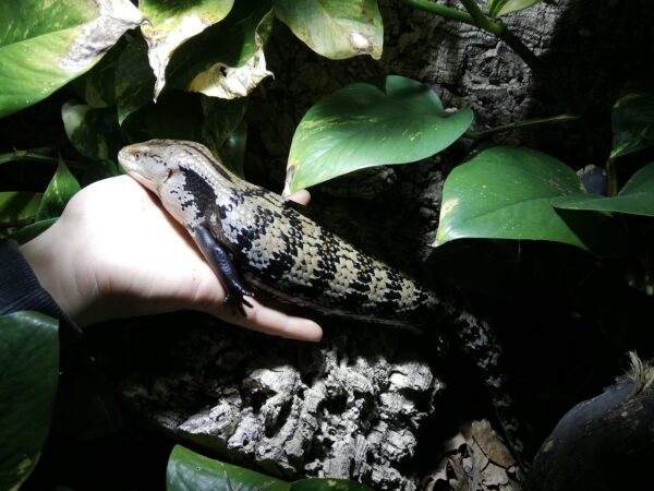 Blauzungenskink liegt auf einer Handfläche im Terrarium. Der australische Skink ist schwarz grau gestreift