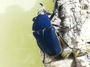 Kaefer (Coleoptera)