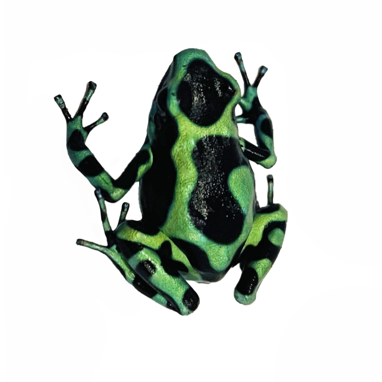 Pfeilgiftfrosch grün-schwarzes Muster. Urlaubsbetreuung Zooaustria