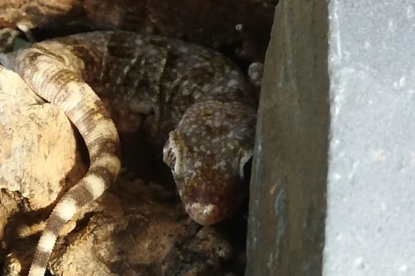 Stenodactylus sthenodactylus versteckt sich tagsüber unter stein.