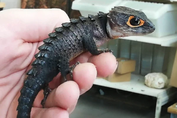 Das Rotaugen-Buschkrokodil ist ein Skink und sieht aus wie ein kleiner Drache. Um das Auge ist eine orange-rote Umrandung, sonst ist er dunkelgrau, gehalten in einer Hand.