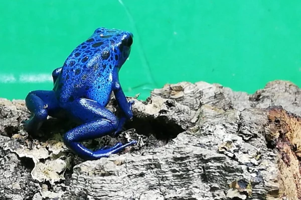 Blauer Pfeilgiftfrosch azureus. Bei uns erhältlich Zoo Austria Terraristikshop