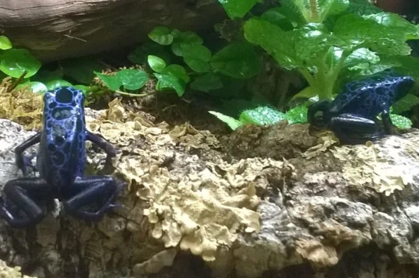 dendrobates azureus gruppe