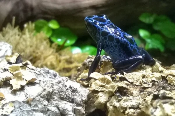 blauer pfeilgiftfrosch, dendrobates azureus auf einem felsen