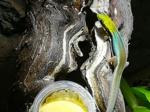 blauer bambus taggecko auf einem ast. Der Kopf ist gelb, seitlich am körper schwarze streifen. Körper blau-graue Färbung. Eine der kleinen Gecko Arten. Daneben ist ein ein gelbes Gecko Jelly im Behälter.