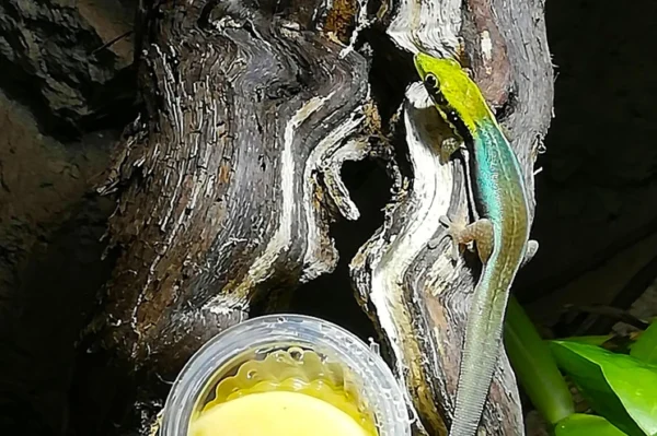 blauer bambus taggecko auf einem ast. Der Kopf ist gelb, seitlich am körper schwarze streifen. Körper blau-graue Färbung. Eine der kleinen Gecko Arten. Daneben ist ein ein gelbes Gecko Jelly im Behälter.